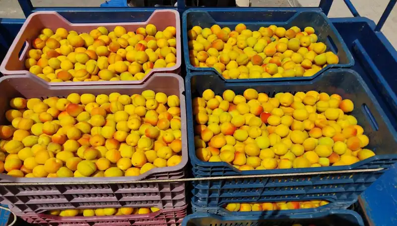 İlk Hasat Heyecanı: 500 TL ile Bulduğu Pazar Sonrası Tarımın Geleceği
