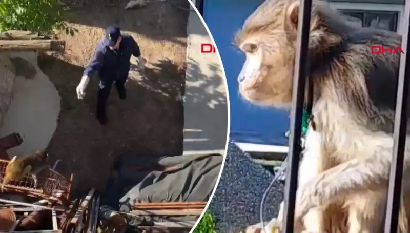 Muğla'da Şaşırtan Olay: Mahalledeki Maymun Kovalamacası!
