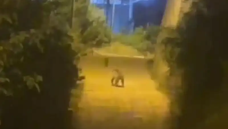 Gümüşhane'de Şehir Merkezinde Ayı Görüntüleri Sosyal Medyayı Salladı