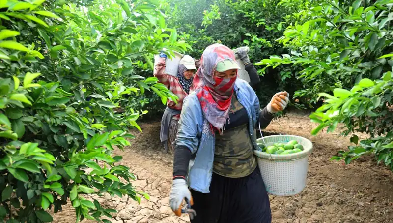 Marketlerdeki Patates Fiyatları Yükseliyor: Yeni Hasat Umut Vadediyor