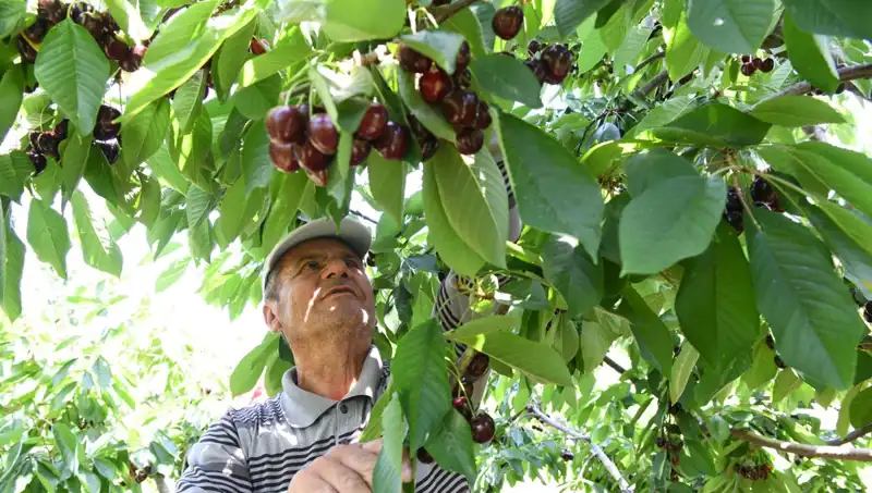 Lapseki'ye Damga Vuran Dev: Çay Bardağına Sığmayan Canlı!