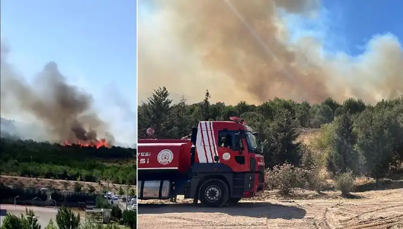 Gebze'de Orman Yangını: Doğa ve Hayvanlar Tehlike Altında