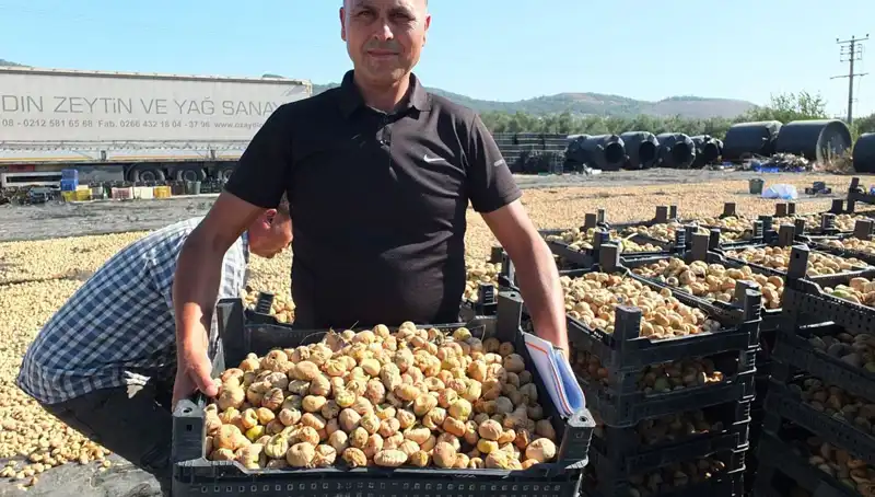 Balıkesir'de Hasat Heyecanı: Çin ve Rusya'ya İhraç Edilen Ürünler