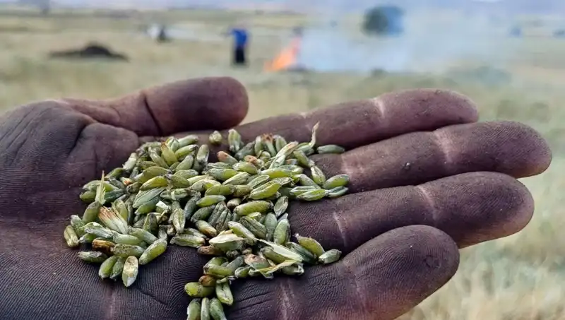 Firik Sezonunun Gelmesiyle Eşsiz Lezzetler Masa Başında