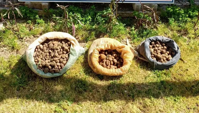 10 Kilo Salep Toplarken Yakalanan Şaşırtan İki Arkadaşın Hikayesi