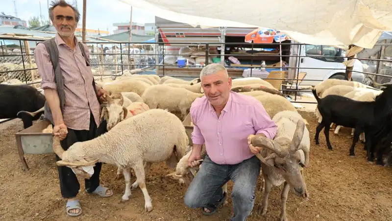 Kurban Pazarında Yeni Gözde: 4 Boynuzlu Koçlar Dikkat Çekiyor