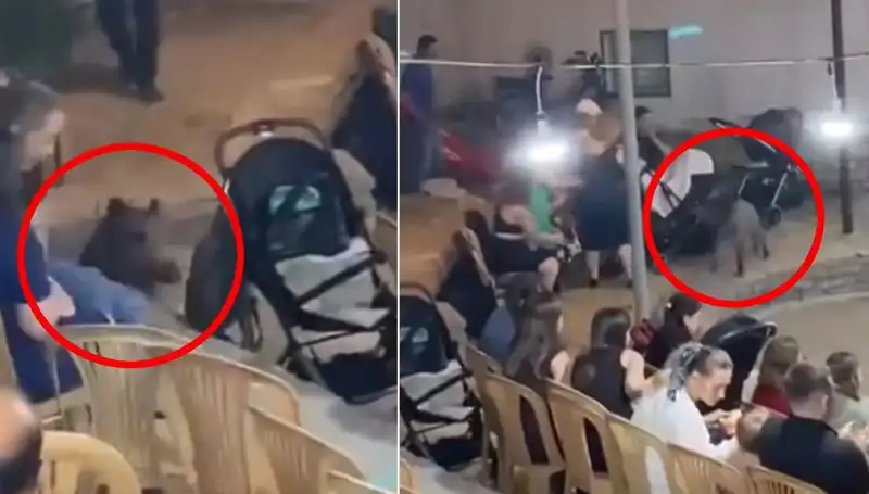 Düğün Törenini Basan Yaban Domuzu, Kutlamaları Mahvetti