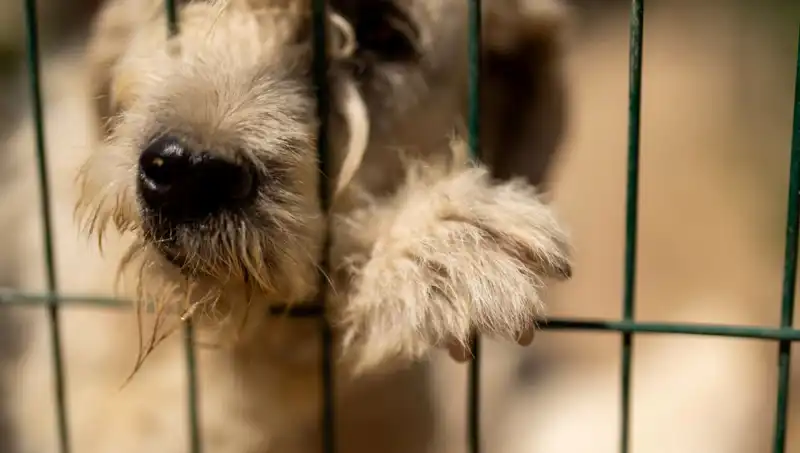 İş Stresinin Beklenmedik Sonucu: Köpekler de Etkileniyor!