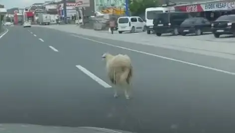 Yalova'da Kaçan Kurbanlıklar Trafiği Nasıl Felç Etti?