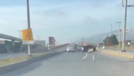 Hatay'da Trajikomik Olay: Trafikte Deve Kuşu Görüntülendi!