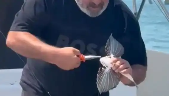 Saros Koyu'nda Nadir Kırlangıç Balığı Oltaya Takıldı, Doğa Tutkunlarını Şaşırttı!