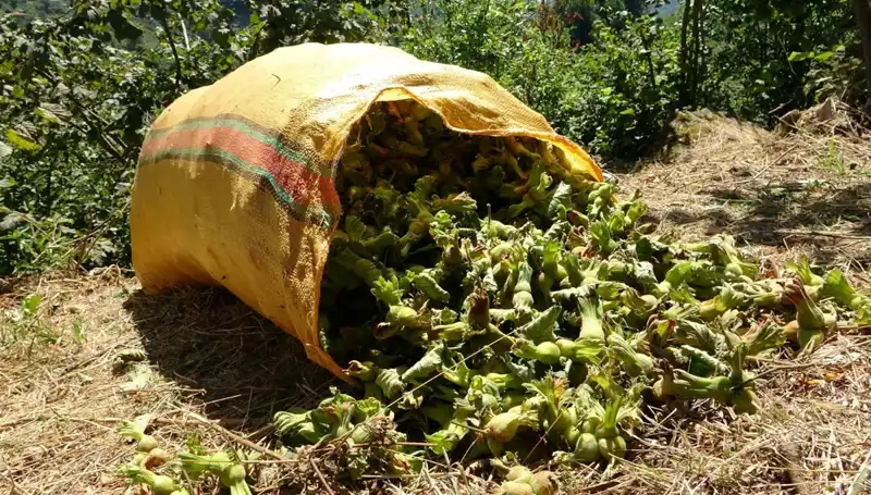Giresun'da Fındık Hasadı Başladı: Üreticiler Umutla Bekliyor!