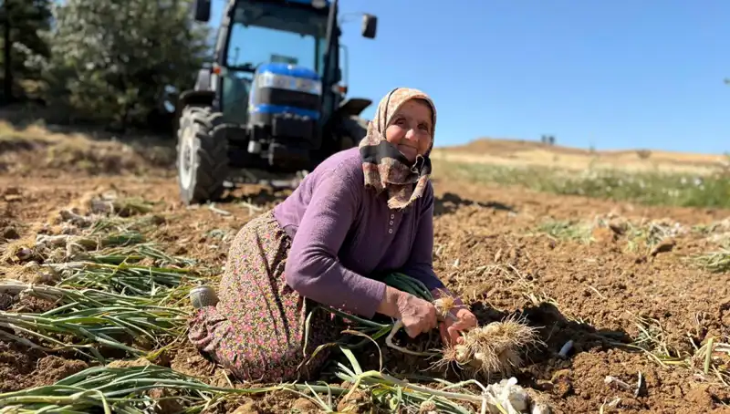 Selenyum Zengini Yer Fıstığı: Günlük 1200 Liralık Hazine Tarlalardan Toplanıyor
