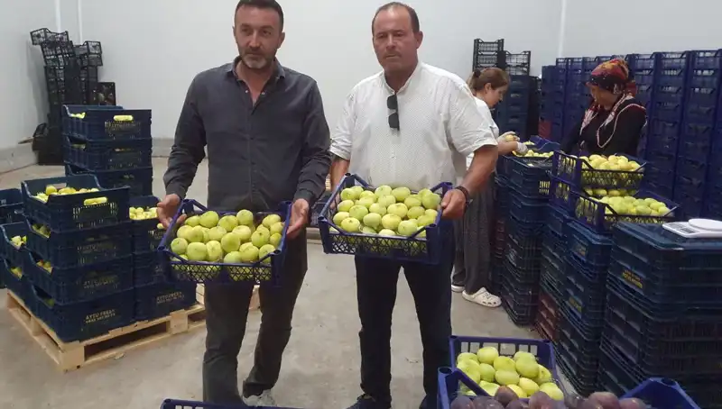 Mersinli Çiftçilerin Yüzü Güldü: İhraçta Tanesi 20 TL’den Satılıyor!