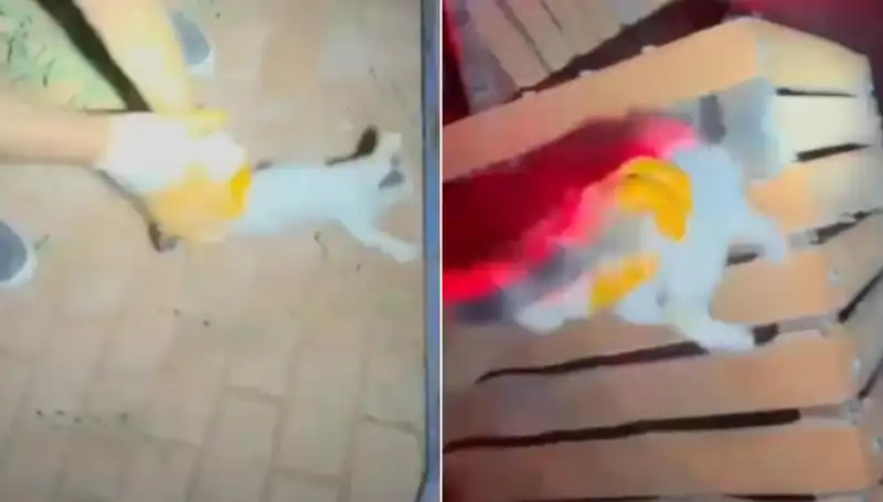 Gece Yarısı İtfaiye Ekibi, Havai Fişeklerin Ortasında Kedi Kurtardı