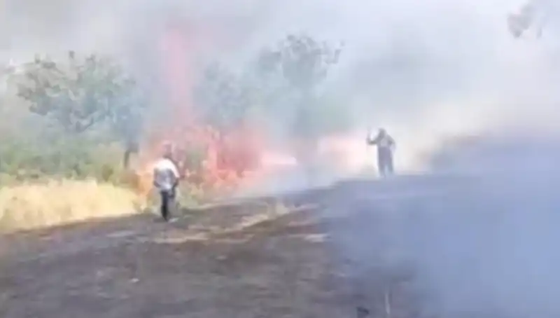 Çay İçin Yakılan Ateş, Büyüleyici Fıstık Ağaçlarına Zarar Verdi!