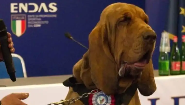 Arama Köpeğine Yapılan Çivili Sosisle Suikastin Ardındaki Gizemler