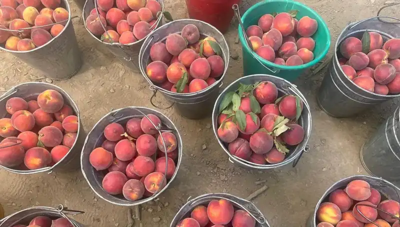 Bu Yıl Tarımda Hasat Sevinci! Çiftçiler Fiyatlardan Memnun