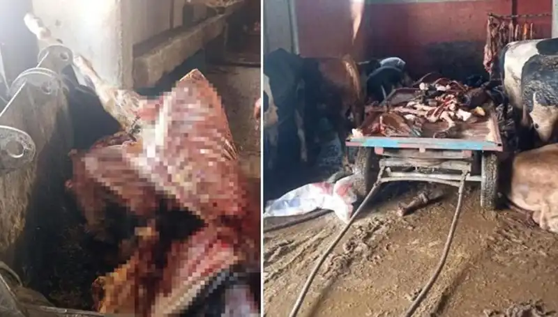 Adana’da Şok! 2,5 Ton At Eti Ele Geçirildi, 4 At Kurtarıldı