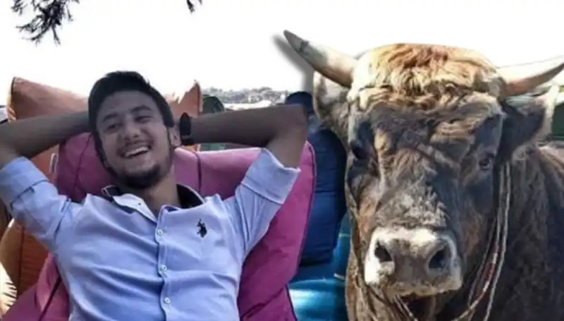 Aydın'da Güreş Boğası Dehşet Saçtı: Yaralılar ve Sonrası!