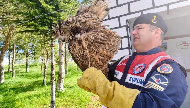 Dikenli Tellere Takılan Puhu: Doğanın Sıfır Noktasındaki Canlıya Yardım Eli
