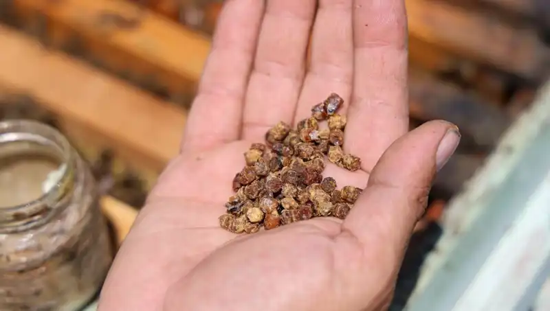 Çöpe Giden Besin Şimdi Değerini Buldu: 3 Bin TL Kilosu!